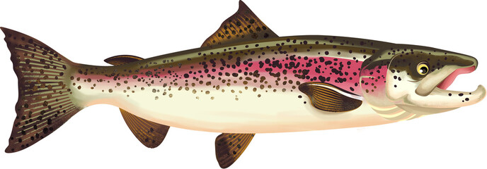 Wall Mural - Salmon Fish Illustration