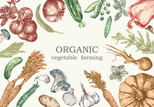 Hand-drawn Illustration Of Vegetables, Vector