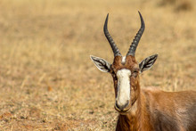 Endangered Blesbok Antelope