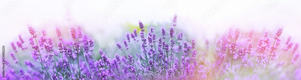 Selective and soft focus on lavender flower,  beautiful lavender flower in summer - obrazy, fototapety, plakaty 