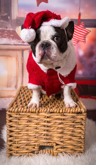 Wall Mural - French bulldog posing in santa costume for christmas