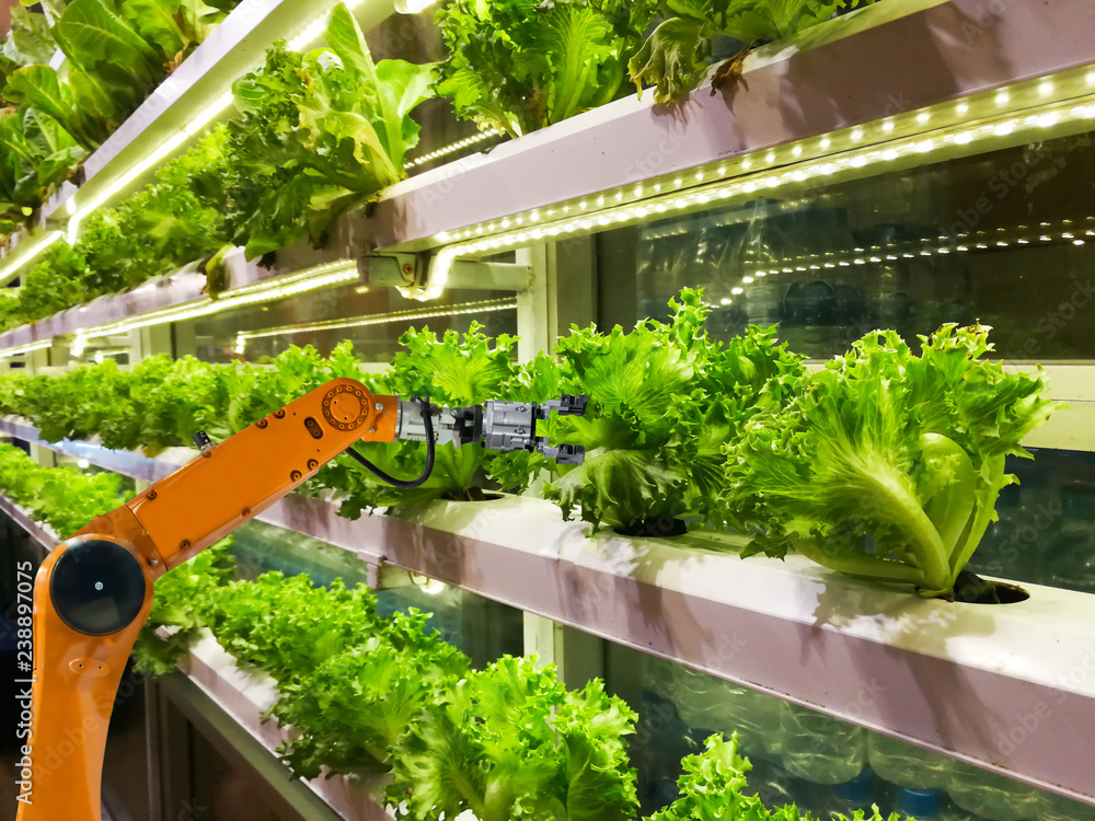 Smart robotic farmers in agriculture futuristic robot automation to vegetable farm - obrazy, fototapety, plakaty 
