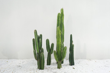 cactus real plants set with white rocks floor in desert isolated on white background