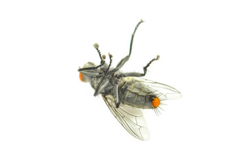 fly isolated on a white