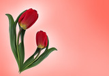 Fototapeta Tulipany - Red tulip flower, colorful background. Living coral. Hi spring. The concept of the beginning of spring or the end of winter.