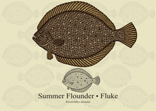 Summer Flounder. Vector Illustration With Refined Details And Optimized Stroke That Allows The Image To Be Used In Small Sizes (in Packaging Design, Decoration, Educational Graphics, Etc.)