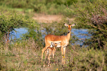 Poster - imapala mother and baby at the border of the Sabie River in Kruger National Park in South Africa