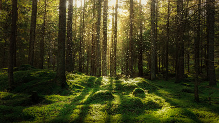 Magical fairytale forest. Coniferous forest covered of green moss. Mystic atmosphere.