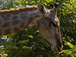 Giraffe in Etosha National Park in Namibia in Africa