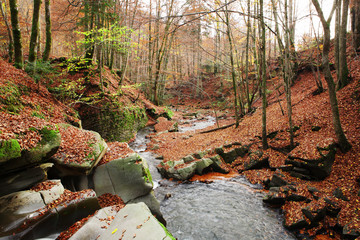 Wall Mural - Creek in the autumn beech forest