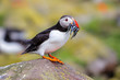 Atlantic Puffin with a beak full of Sand Eel on the rocks of the Farne Islands in England - UK