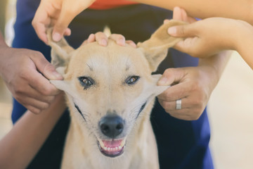 Teenage girl in a pink shirt is massaging her brown dog.