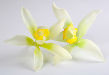 Wall Mural - VANILLA FLOWER AND POD