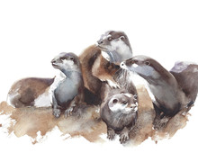 Family Otters 5 Free Stock Photo - Public Domain Pictures