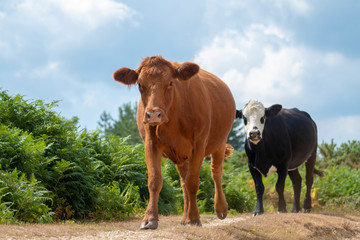 two cattle roaming free in the countryside of the new forest national park in the uk.