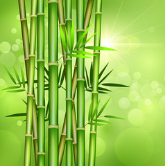  Bambusowa łodyga