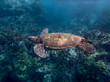 Green Sea Turtle Swimming in Blue Ocean with Reef