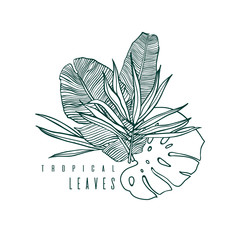 Icon with palm, monstera and banana leaf. Outline drawing of tropical leaves. Nature label with exotic foliage. Vector illustration.