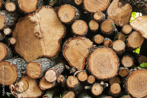 Photographie Full frame view of cut logs in a pile.