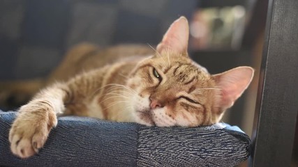 Poster - lazy tabby cat sleeping