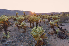 Teddy-bear Cholla Shrub At Sunset In Joshua Tree National Park, California USA. Cholla Cactus Garden Surrounded By Mountains Chain.