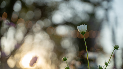 Cosmos flowers on blur background.