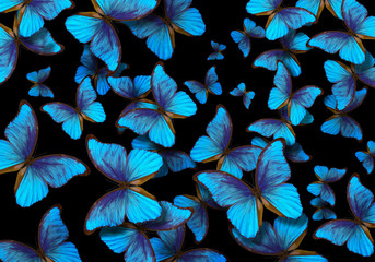 Aufkleber - Wings of a butterfly Morpho. Flight of bright blue butterflies abstract background.