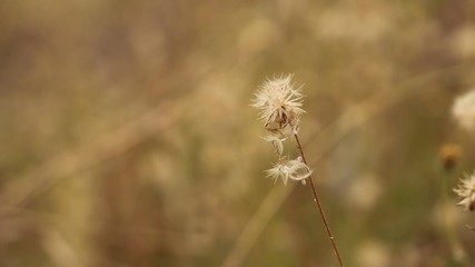 Wall Mural - Dry flower of Coat buttons,Wild daisy grass flowers against sunlight in field beside the way.Blur nature background. Little warm tone.