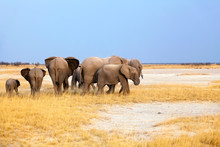 Large Herd Of Elephants Big And Small Cubs On Yellow Grass And Blue Sky Background In Etosha National Park, Namibia, South Africa