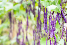Purple Bush Beans Growing In Organic Vegetable Garden Ready For Harvest