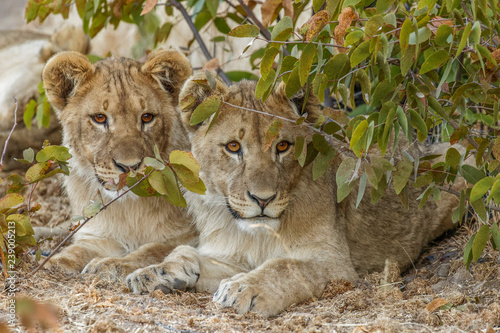 Two young lions ( Panthera Leo) looking in the camera, Ongava Private Game Reserve ( neighbour of Etosha), Namibia Tableau sur Toile