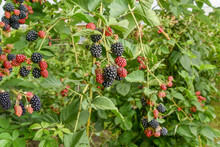 Bramble Berry Bush With Black Ripe Berries Closeup. The Concept Of Harvesting Berries In The Countryside, Toning