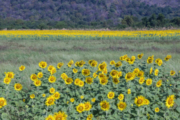 Sun flower  in fields.Beautiful sun flowers background.