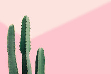 Green Cactus On A Pastel Pink Background With Copy Space