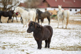 Pony horse during winter