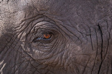 Close Up Of An Elephants Eye