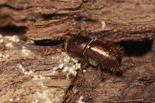Spruce Bark Beetle On A Close Up Horizontal Picture. A Common European Insect Considered Pest In Spruce Forests.