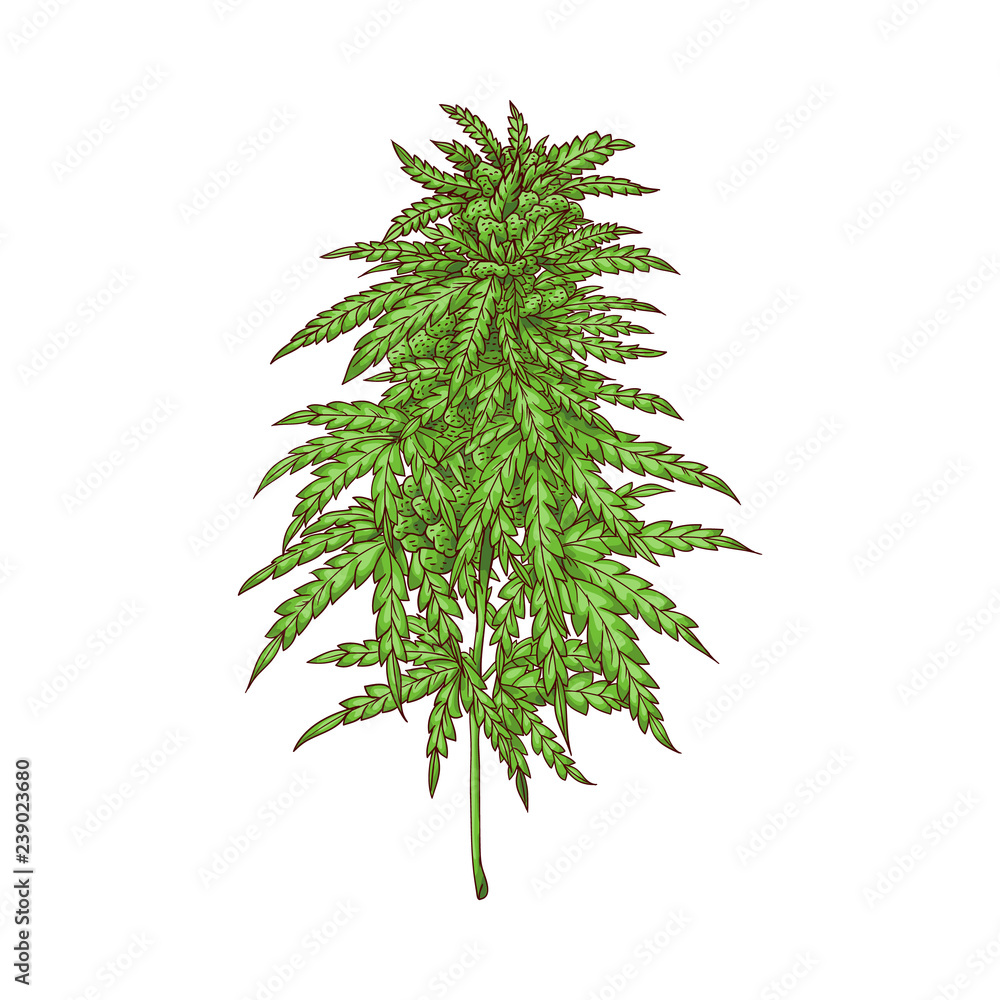monstera deliciosa albo variegata kaufen Monstera Albo for Sale  The Plant Firm
