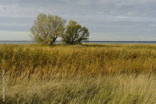 Fotografie, Obraz Lichtstimmung am Grabower Bodden bei Nisdorf am Abend, Nationalpark Vorpommersch