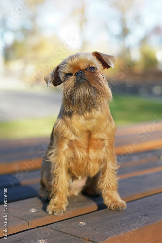 Red Brussels Griffon Dog Griffon Bruxellois Sitting Outdoors On A Wooden Bench In Autumn Buy This Stock Photo And Explore Similar Images At Adobe Stock Adobe Stock