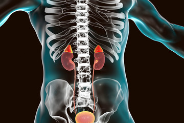 Poster - Kidney and adrenal glands highlighted inside human body, 3D illustration