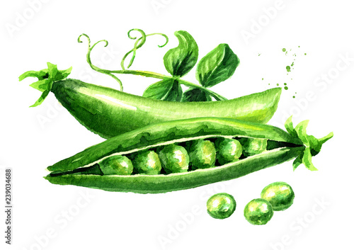 Cuadros en Lienzo Green peas with leaves, Watercolor hand drawn illustration isolated on white ba