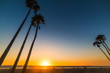 Wall Mural - Tall palm trees in Newport Beach at sunset