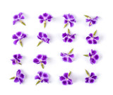 Fototapeta Motyle - Violet flower isolated on white background. top view