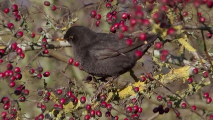 Sticker - Blackbird, Turdus merula, single male eating hawthorn berries