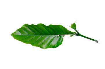 Wall Mural - a single, large, green leaf with a pointed tip and a stem.