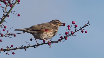 Sticker - Redwing, Turdus iliacus, single bird on Hawthorn berry bush