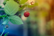 Macro Shot Of A Group Of Fresh And Ripe Raspberries In A Fruit Garden On A Sunny Day On A Green Background