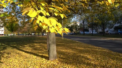 Poster - Yellow trees in autumn park