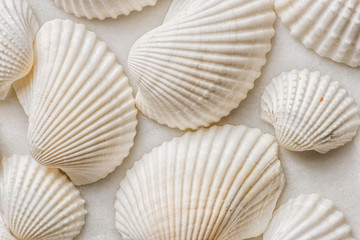 shell details